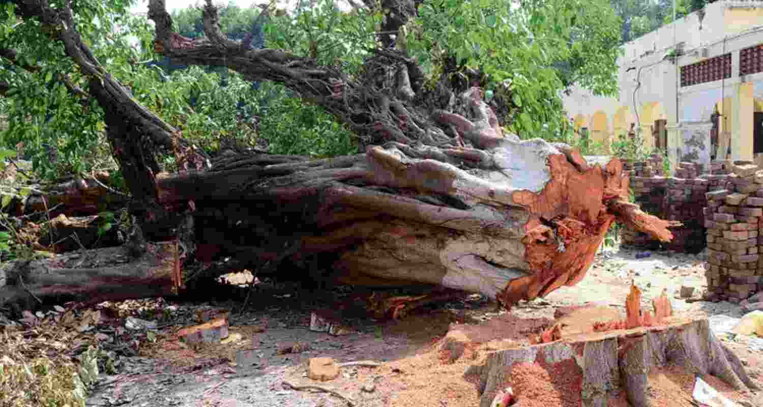 NGT has formed a committee to investigate the illegal cutting of 20 heritage trees in Jalandhar. 