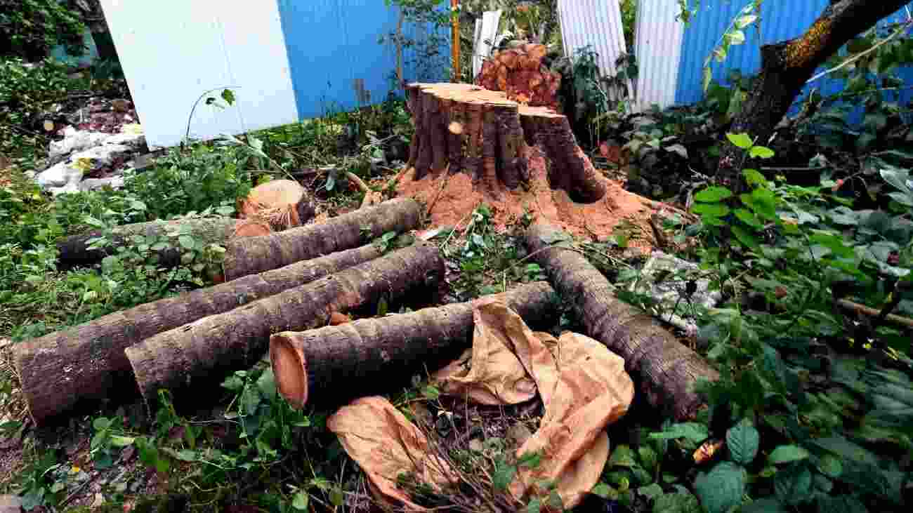 Trees cut for Delhi-Dehradun Expressway