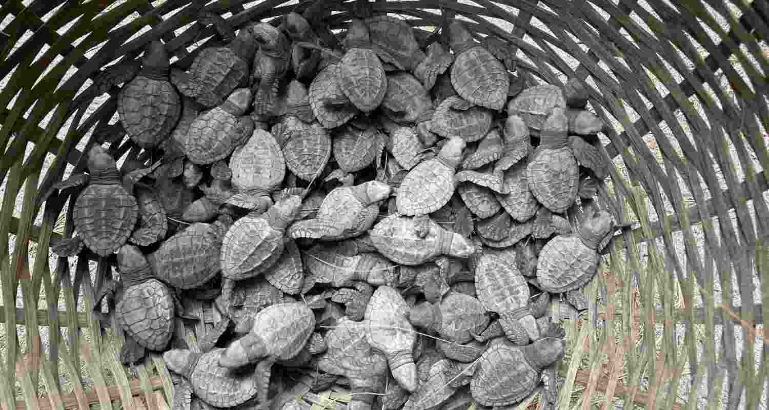 Nestlings before they are released in water.