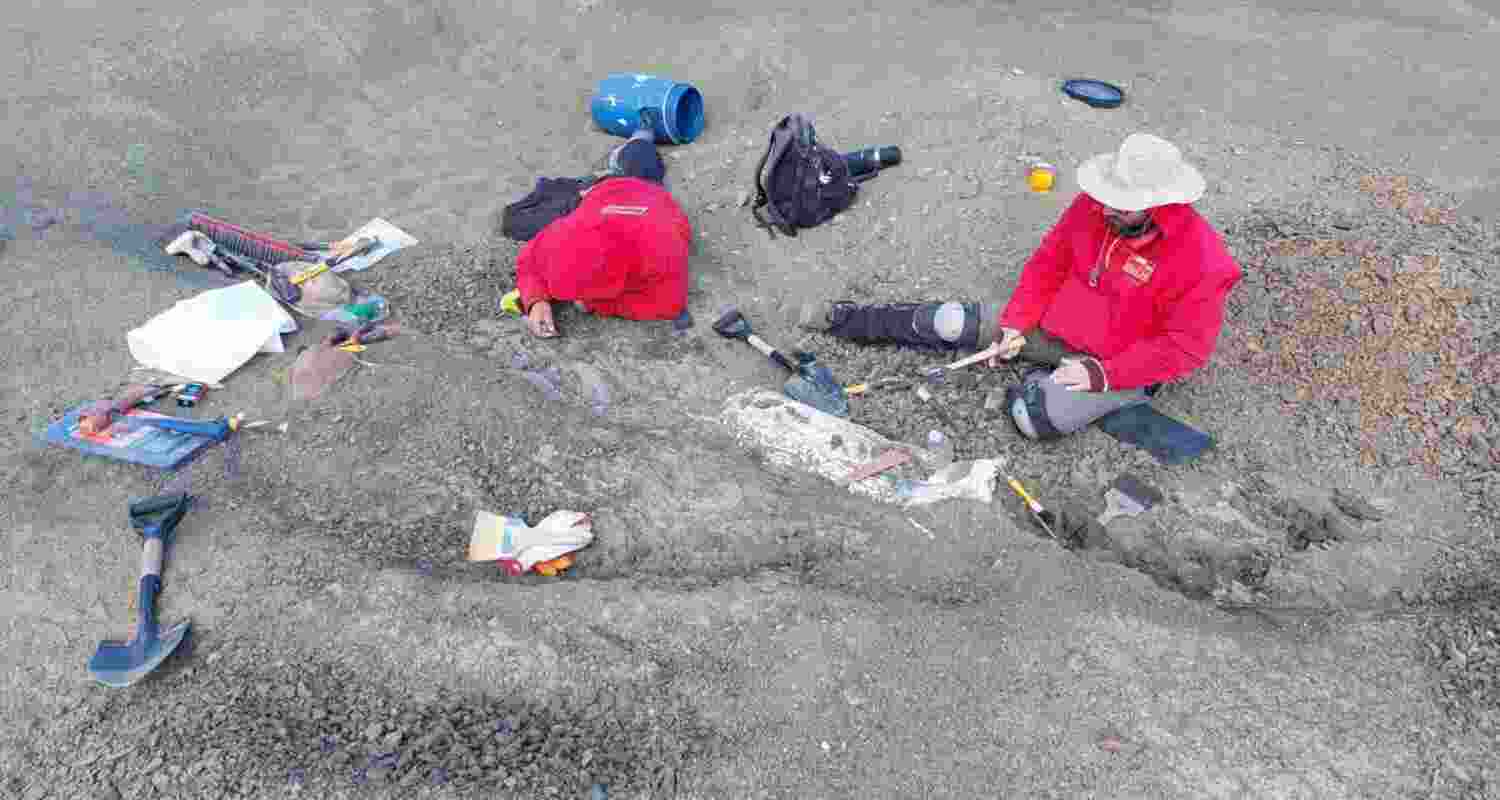 Tiny dinosaur-era mammal fossil found in Chile.