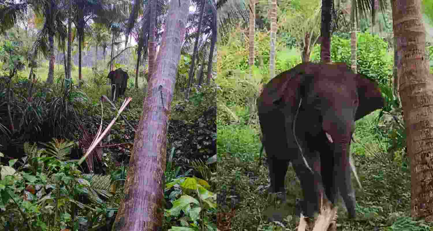 Goa village anxious as young elephant Omkar raids crops.