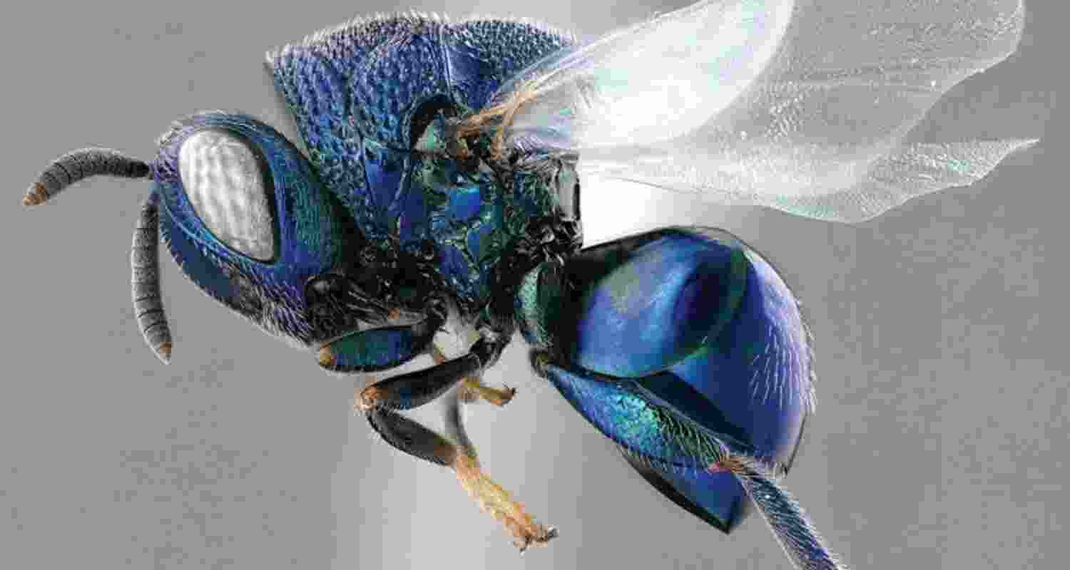 Parasitoid wasp. Image: X