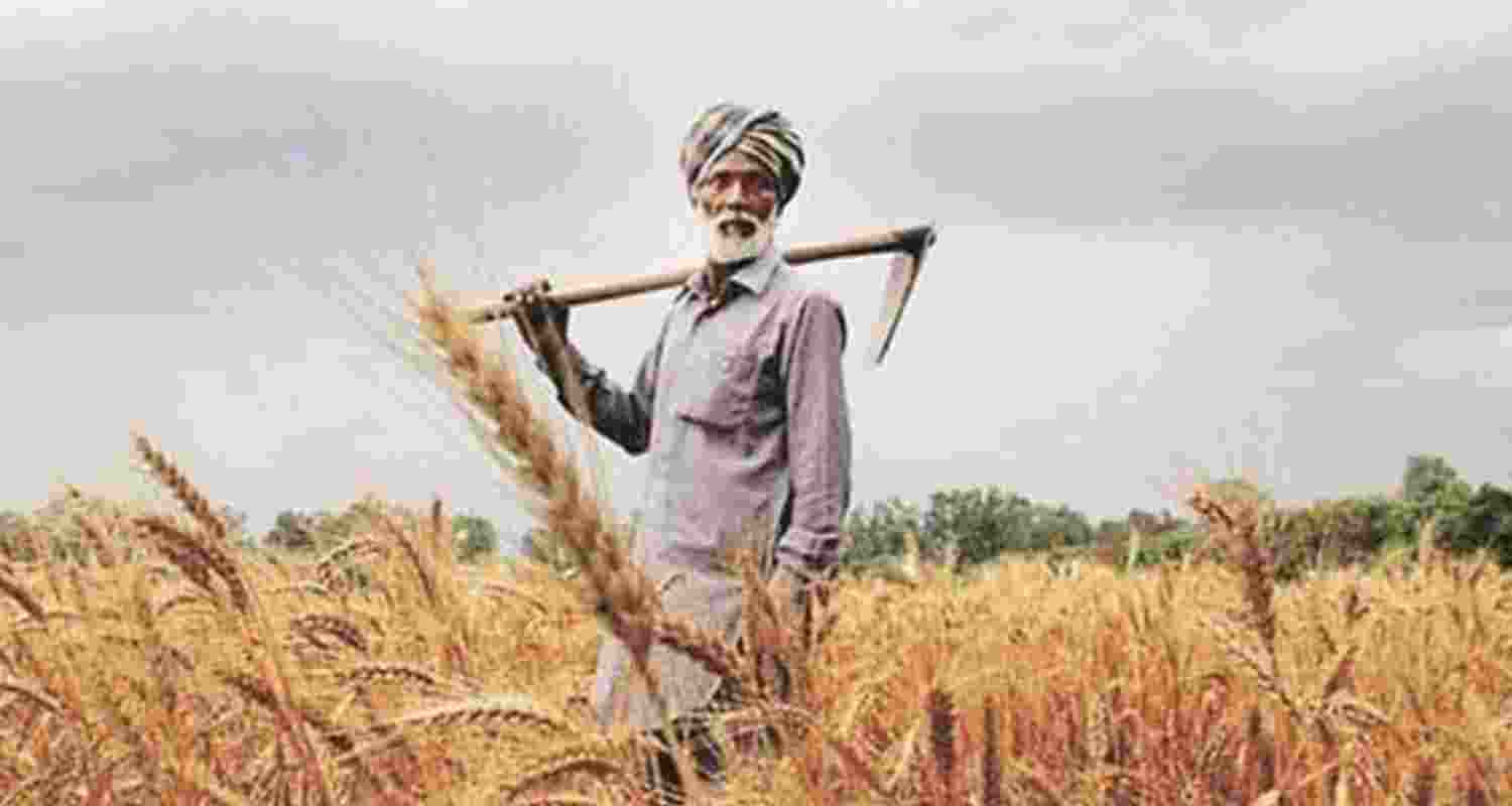 India’s wheat subsidies hurting American farmers. India’s wheat subsidies hurting American farmers.