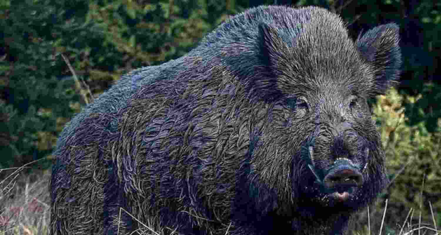 Representational image. Representational image.