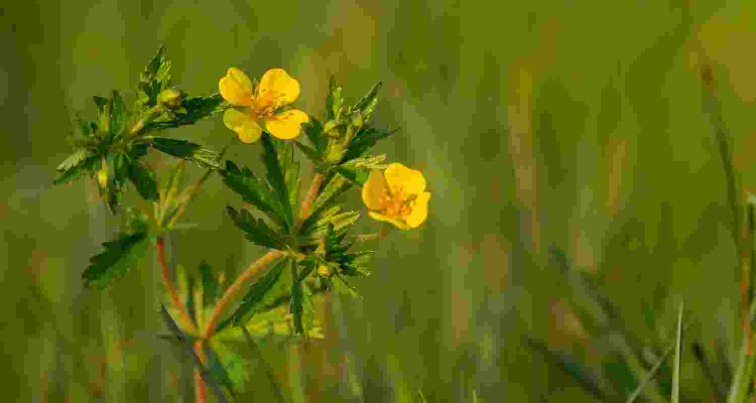 Ancient wildflower remedy could be key to defeating superbugs