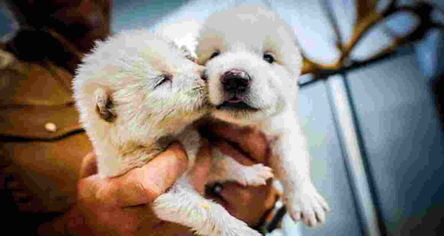 Two of the wolves were born on October 1, 2024.