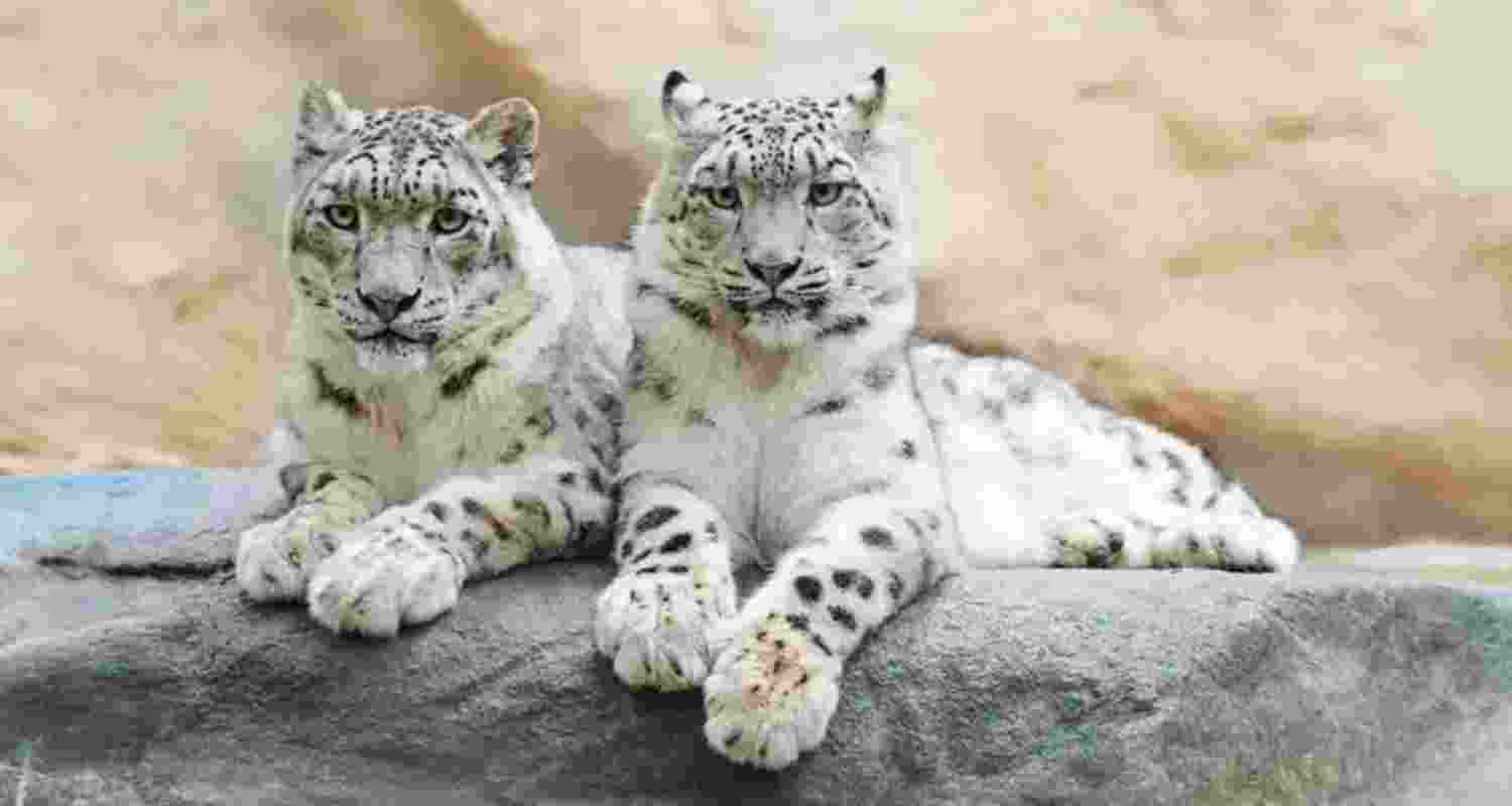 Snow leopards.