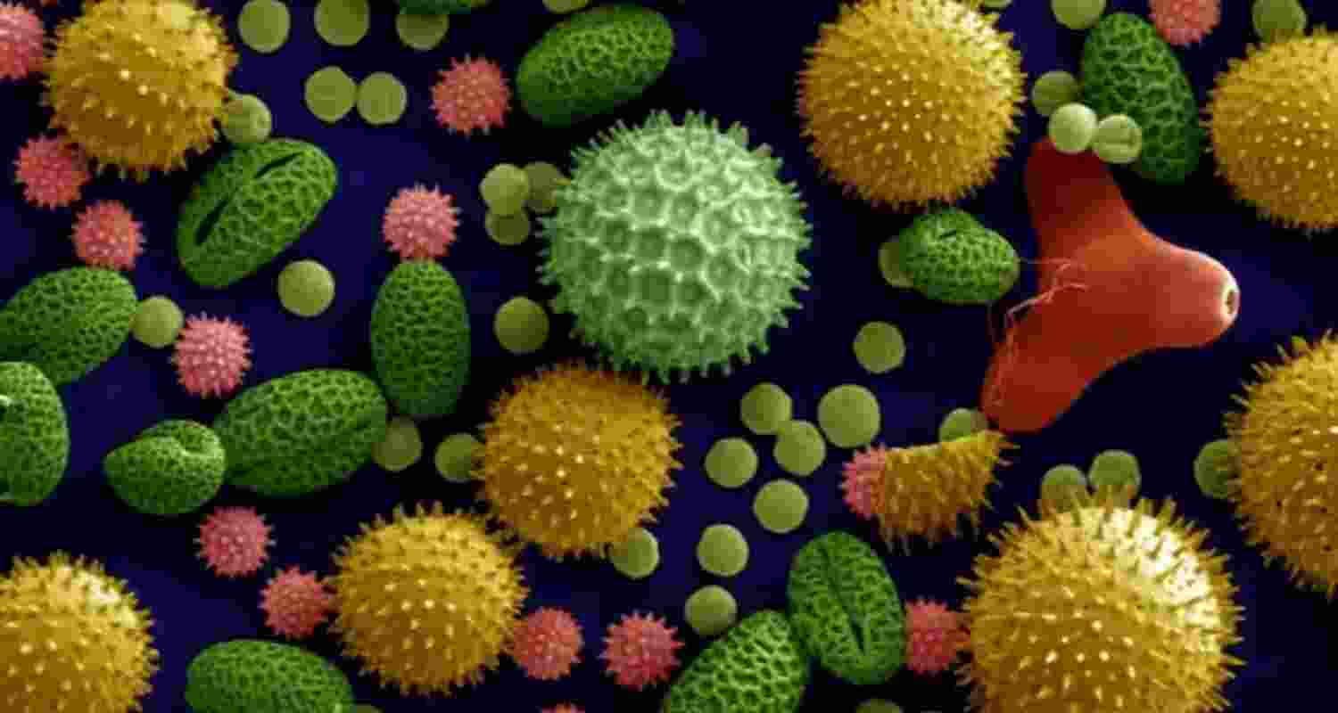 An electron microscope image, colorised, shows different structures of pollen grains, including sunflower, morning glory and primrose.