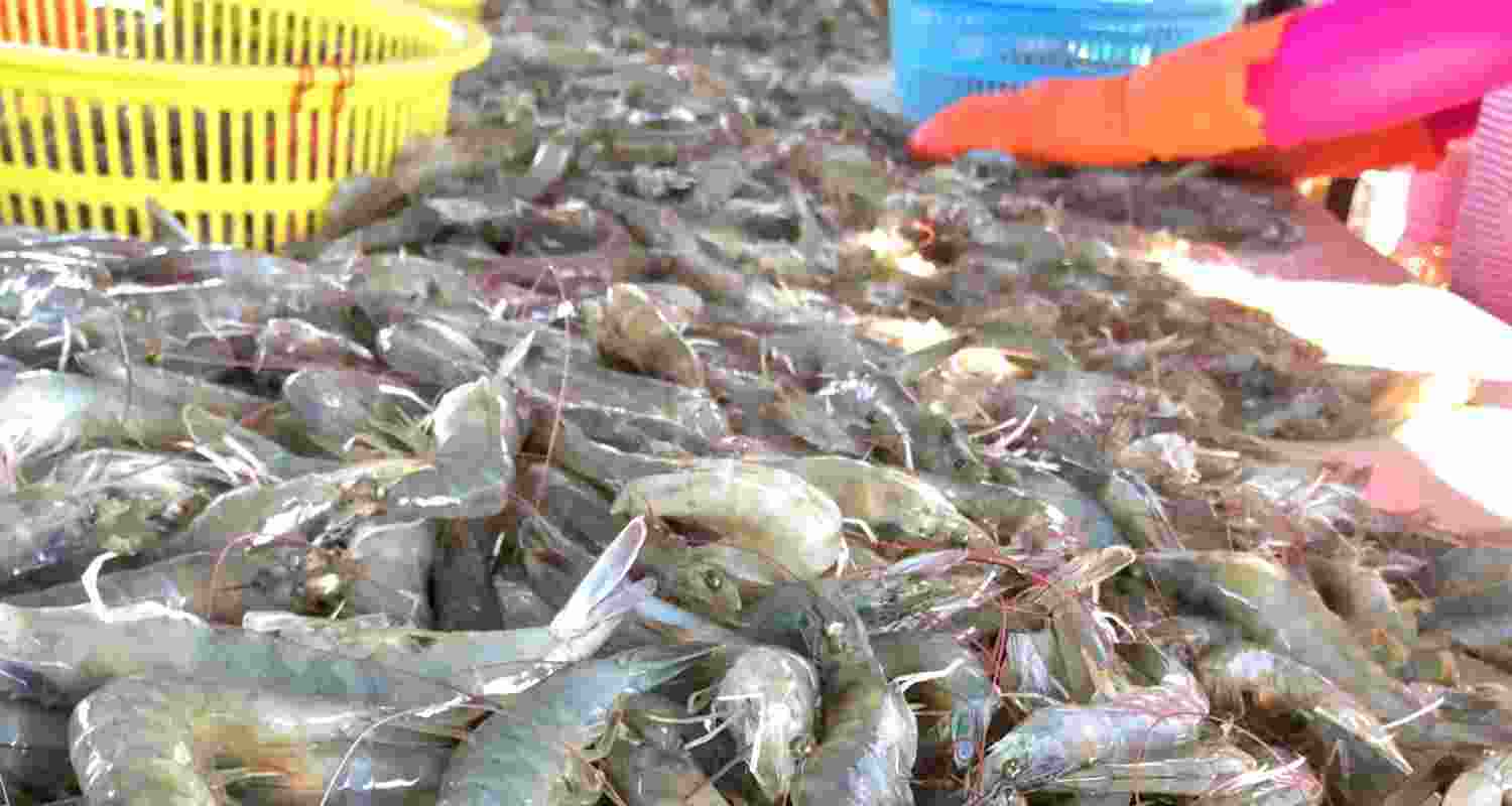 The shrimp exporters from Andhra Pradesh are bearing the brunt of the new tariff regime of the United States