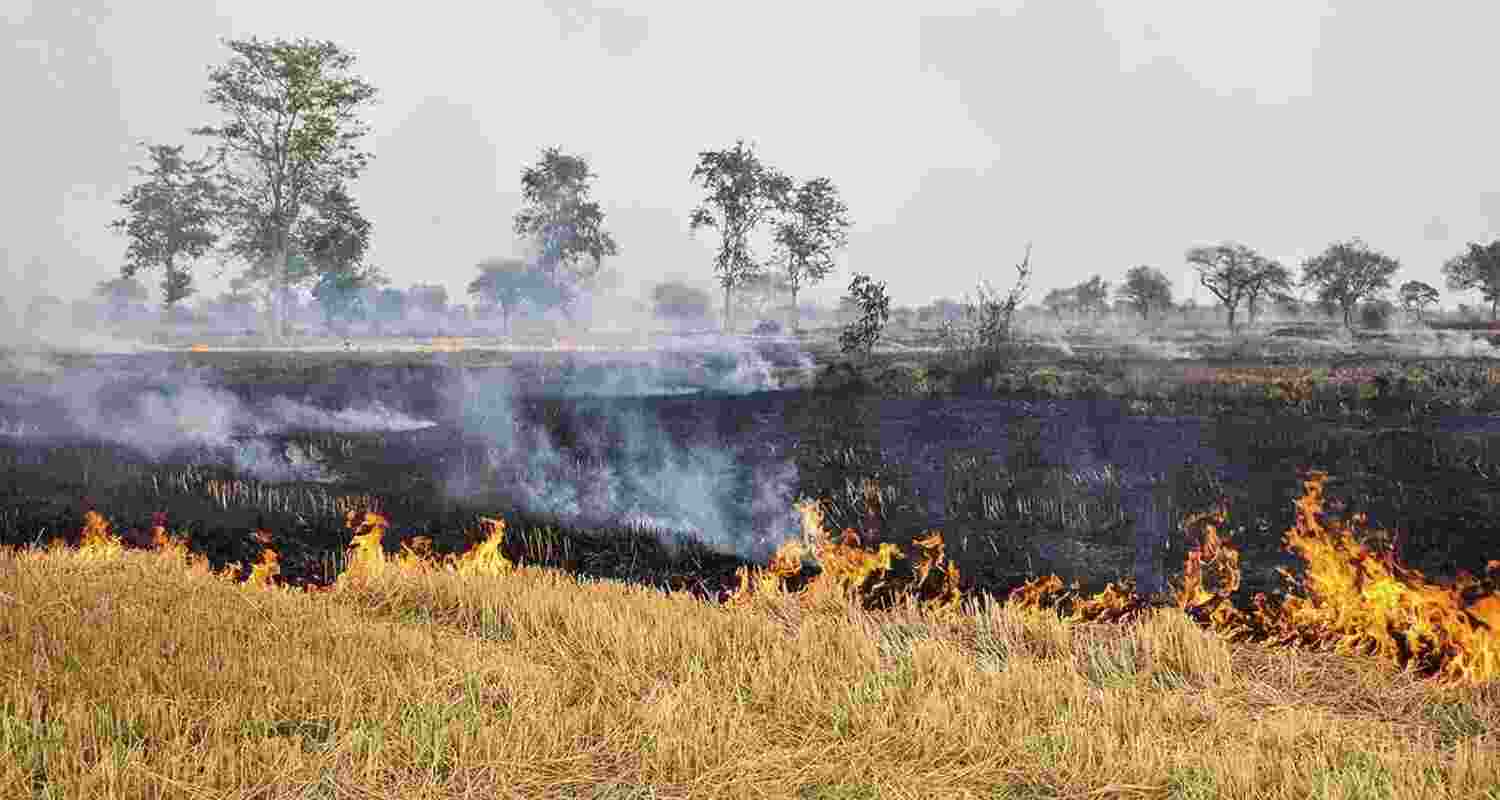 The CAQM has instructed Punjab to establish a ‘Parali Protection Force’ at district and block levels to monitor and prevent stubble burning