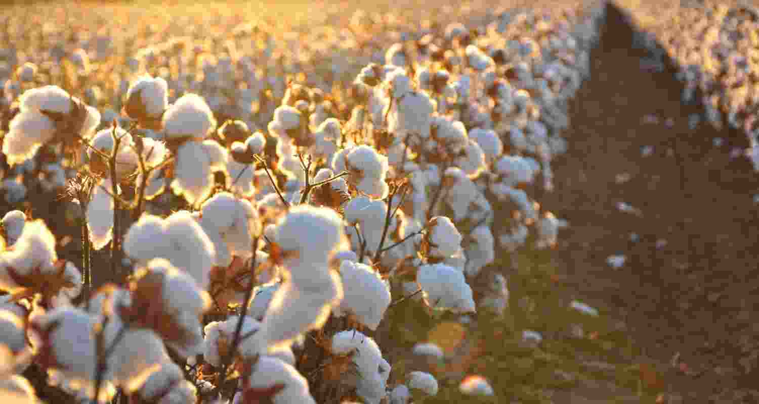 The total cotton supply till the end of the cotton season, up to September 30, 2025, was estimated at 392.59 lakh bales