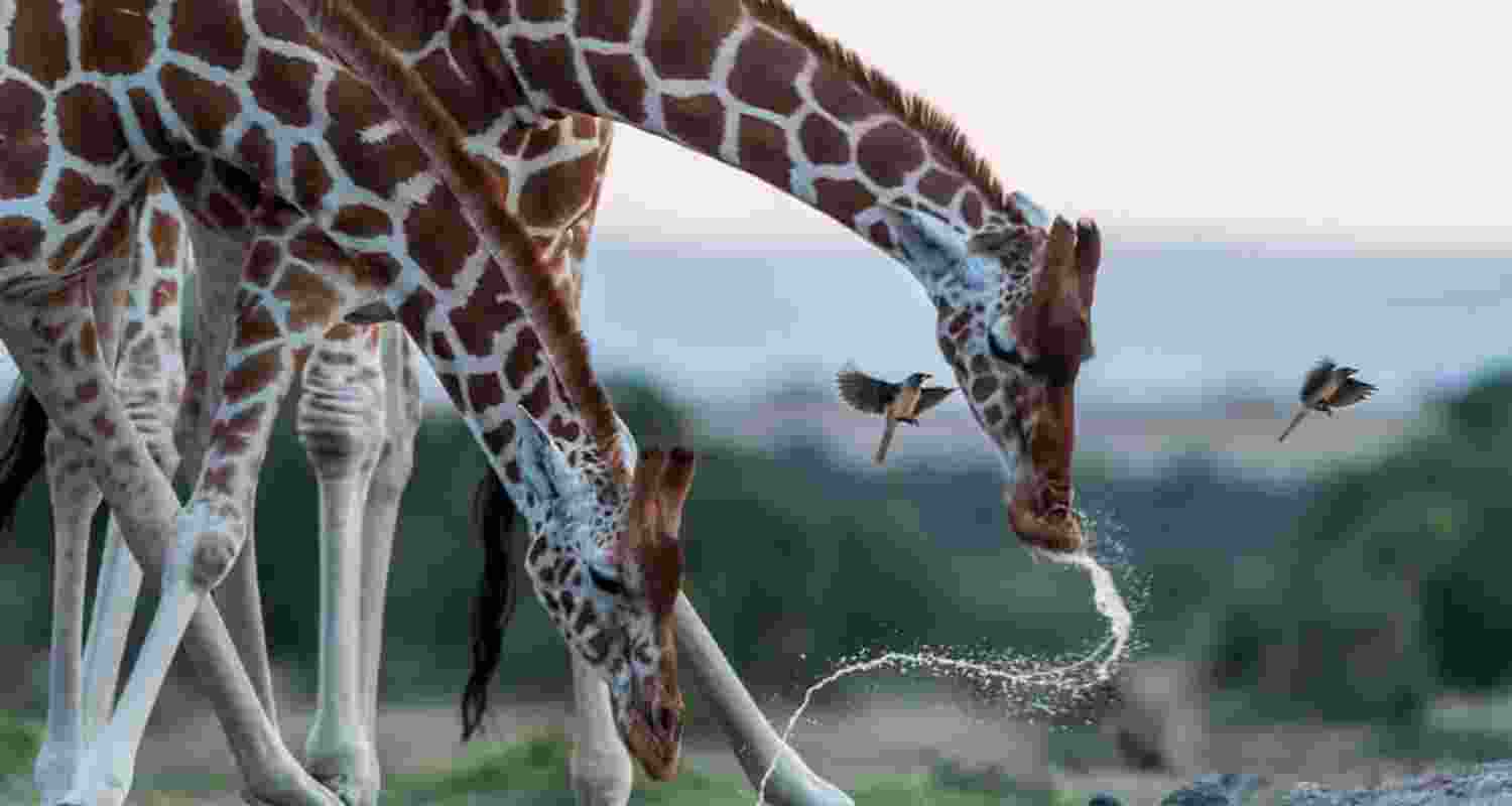 The long legs and neck of giraffes decoded