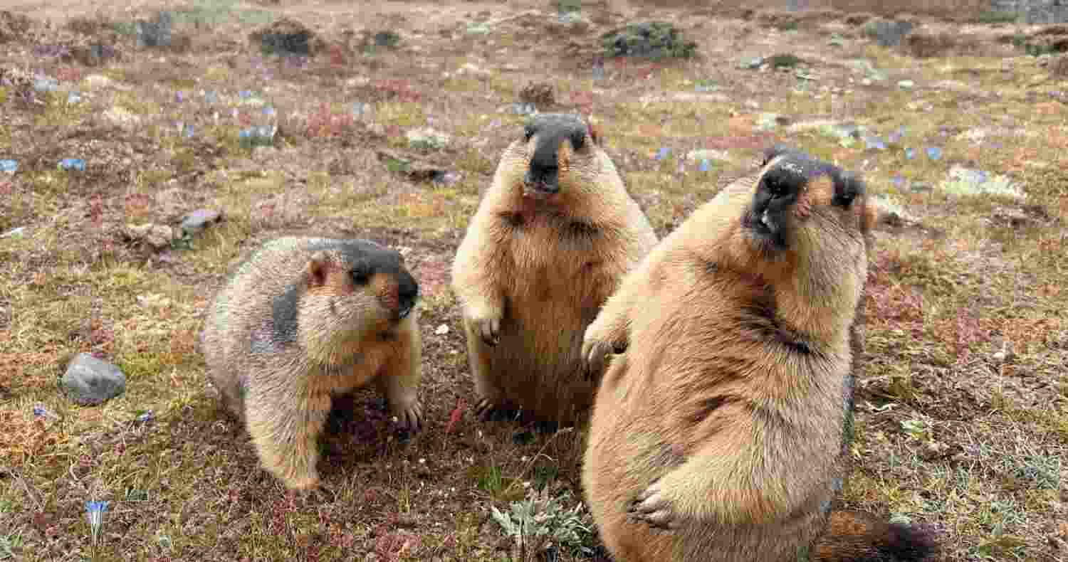 How heavy tourism and trash is harming Himalayan marmots How heavy tourism and trash is harming Himalayan marmots