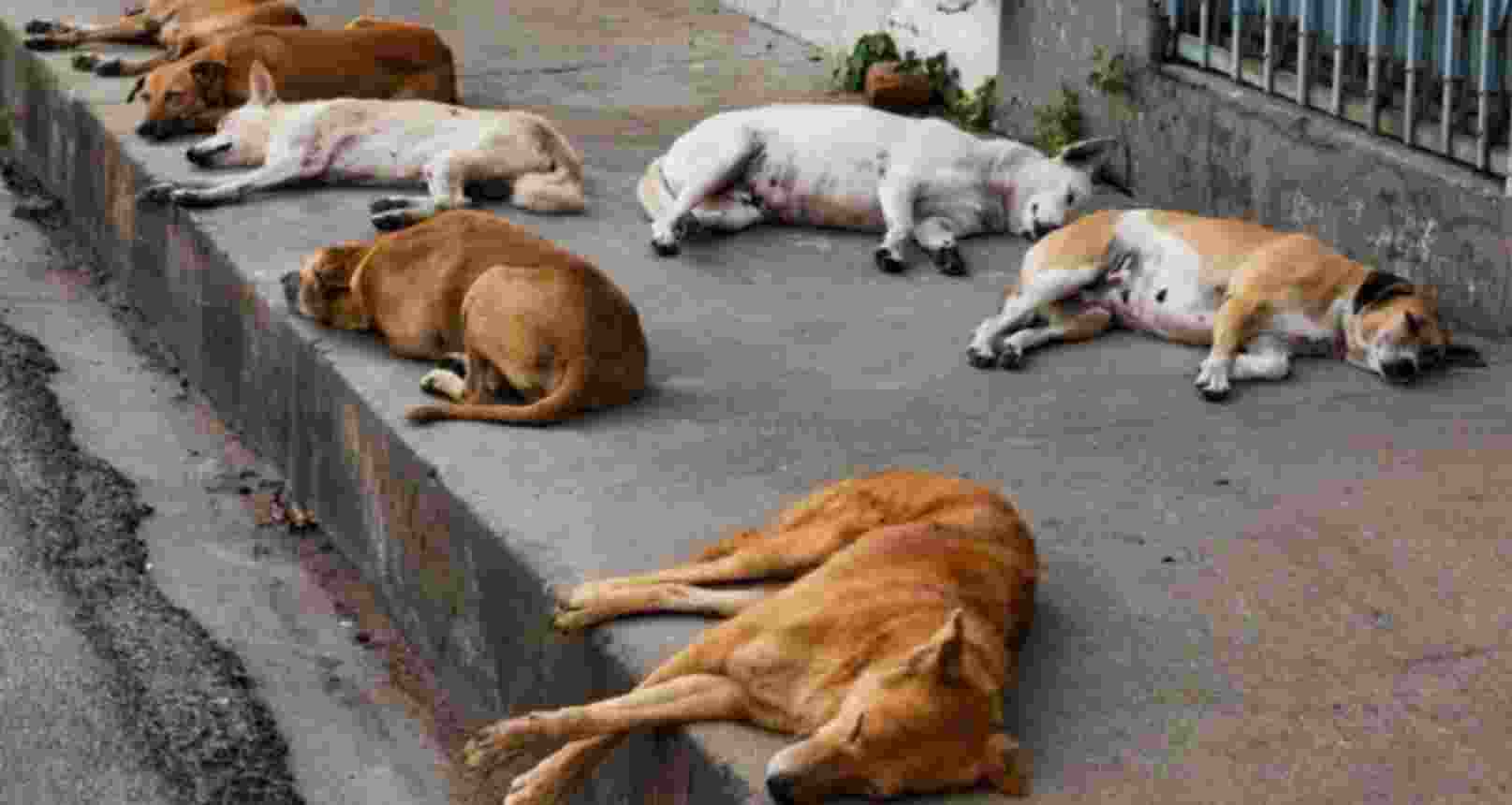 The State Animal Resources Development (ARD) Department has already met with officials from the KMC’s Health wing to devise a working method (modus operandi) for the stray dog sterilisation programme.