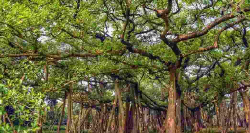 Kolkata to launch digital tree mapping project Kolkata to launch digital tree mapping project