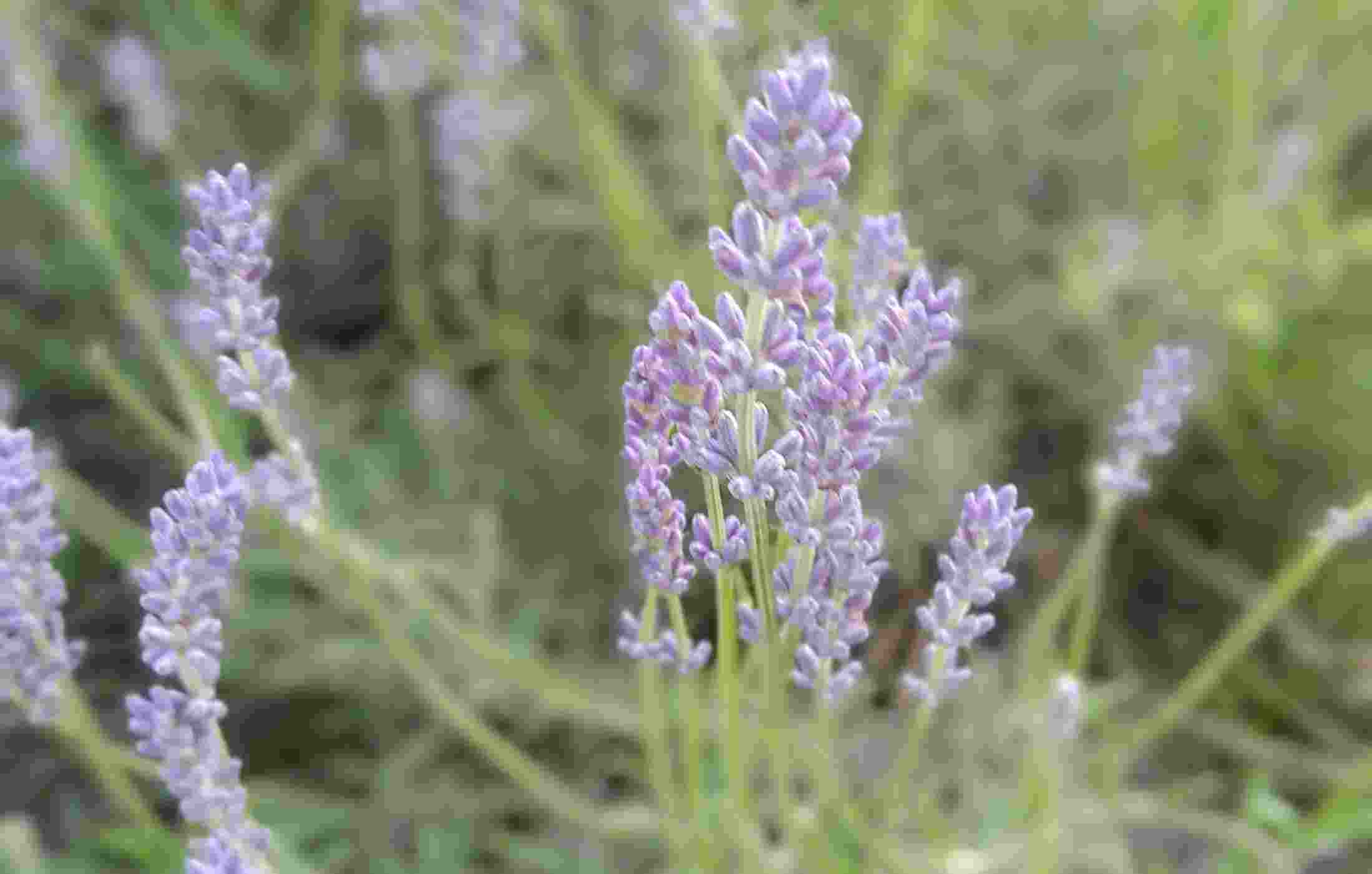 Agri-tourism activities further enhance visitor experience at lavender farms. Guided tours provide insights into lavender farming techniques and include tastings of lavender-infused products, such as oils, soaps, and culinary delights. 