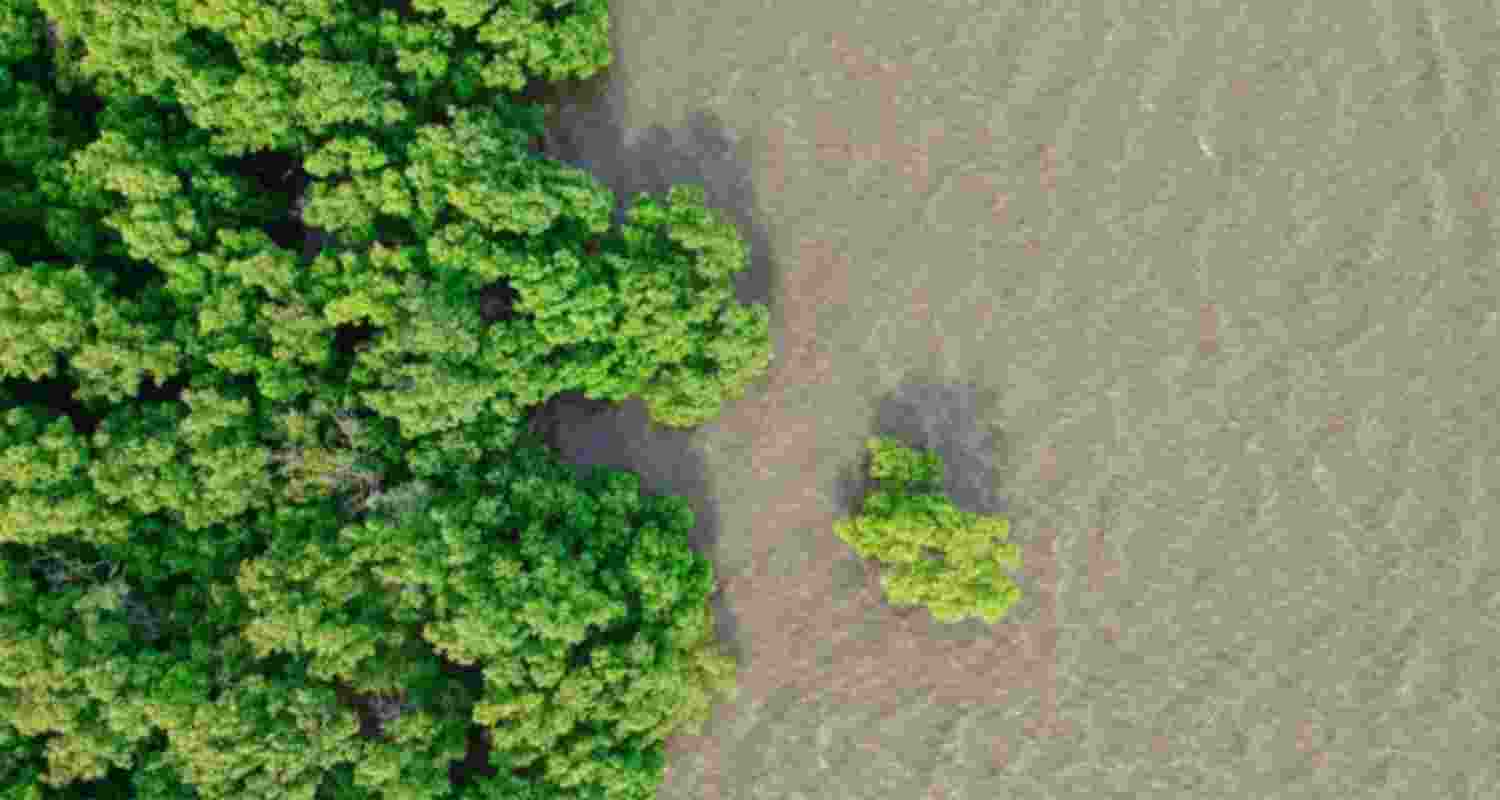 Mangroves extinct alert