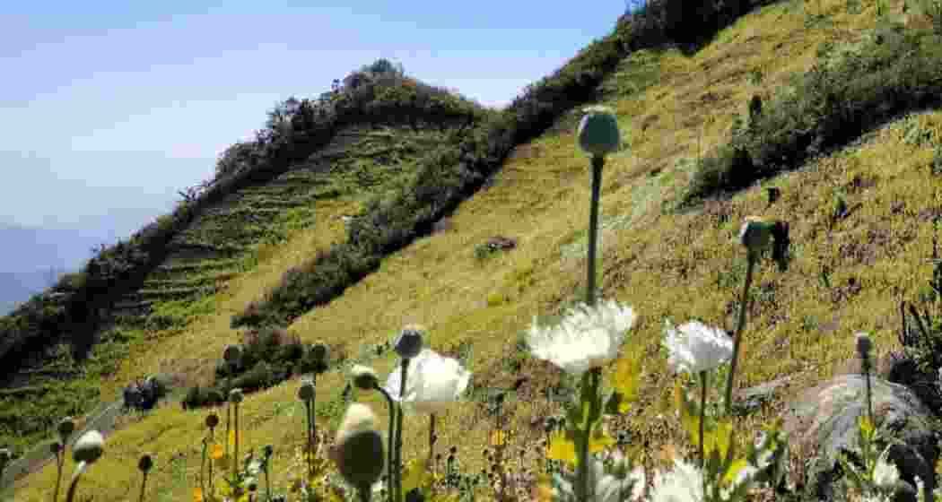 Poppies flourishing along Manipur's borders. File photo.