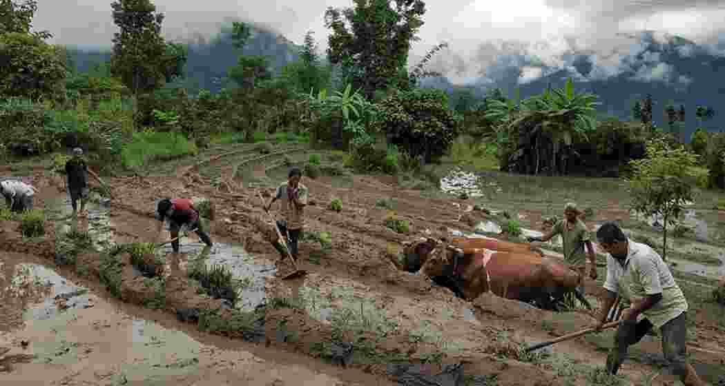 Farmers in Mizoram plough their fields. (File photo)