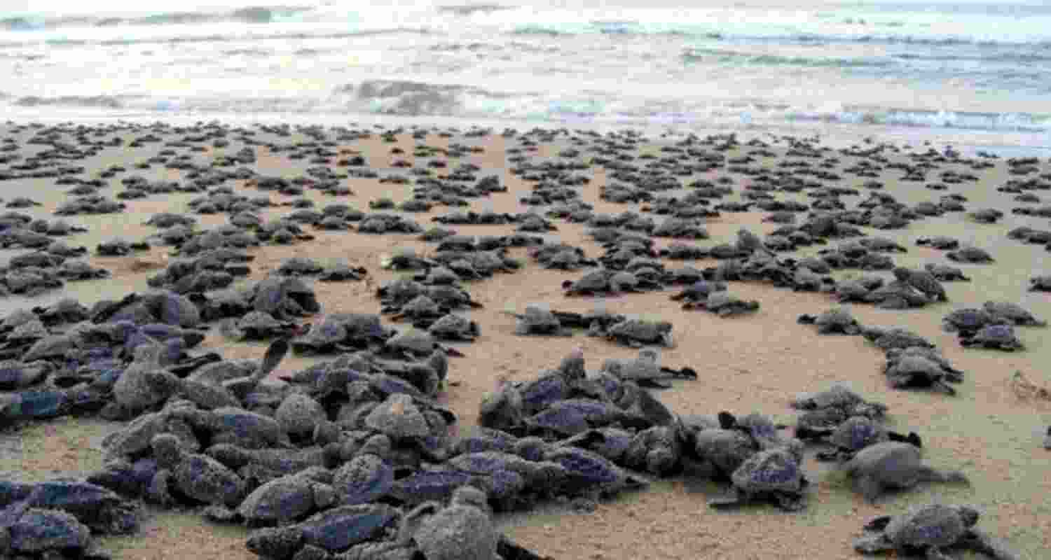 Odisha enforces 7-month-long fishing ban to protect turtles Odisha enforces 7-month-long fishing ban to protect turtles