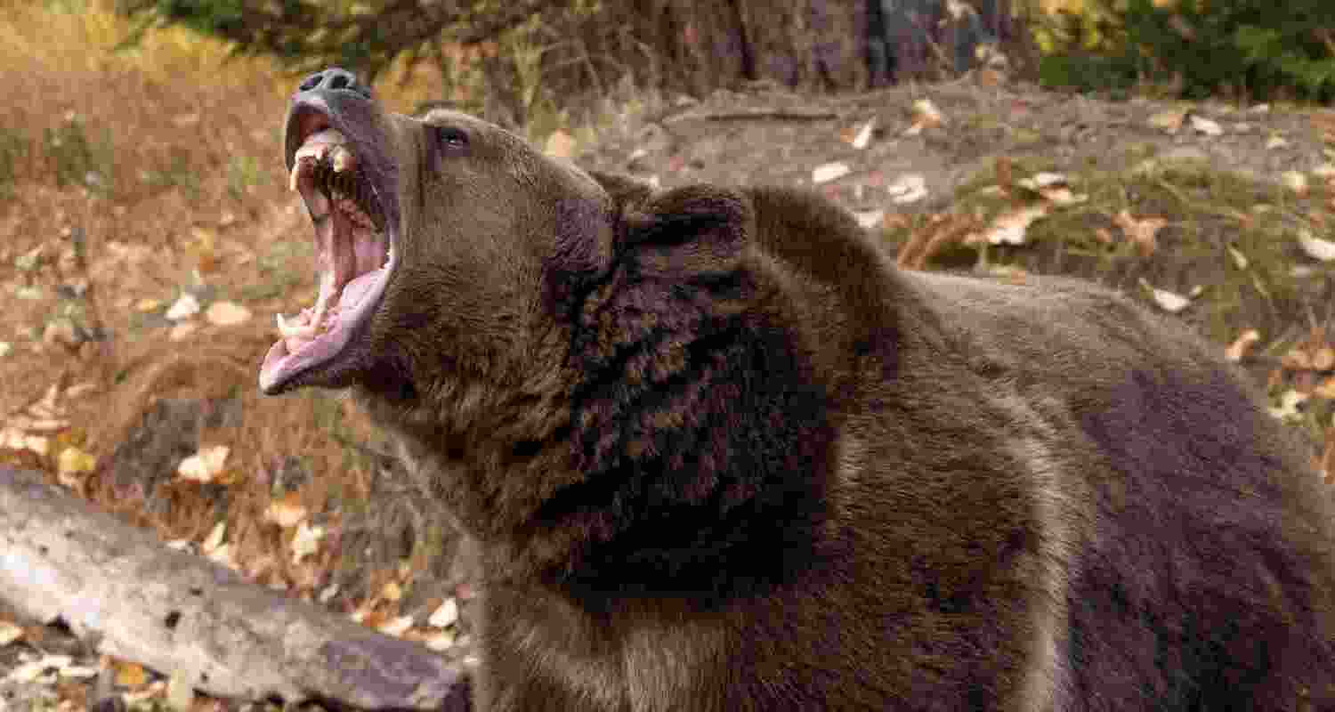 Representational image.