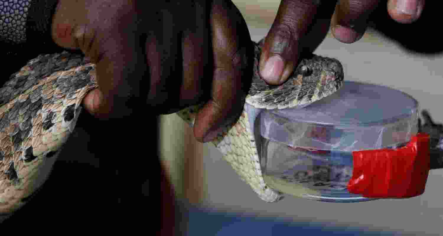 Officials confiscated a total of 1.2 kilograms of venom, allegedly collected locally and prepared for smuggling abroad. During the operation, forest officials arrested three traffickers and detained seven others for questioning.