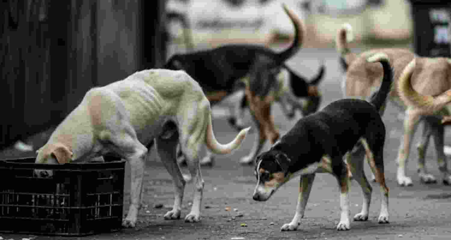 A representative image.