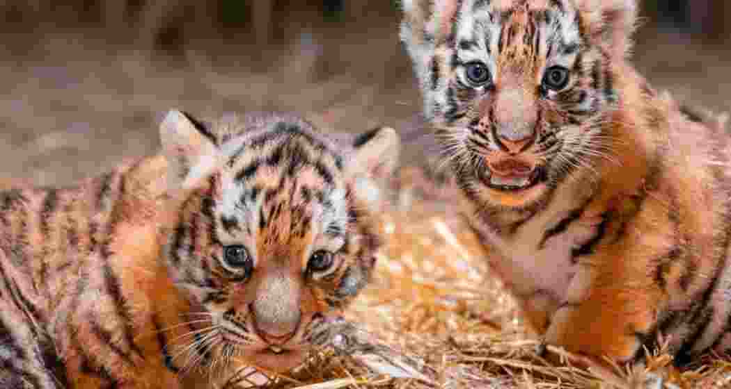 Image for representative use only. Image for representative use only.