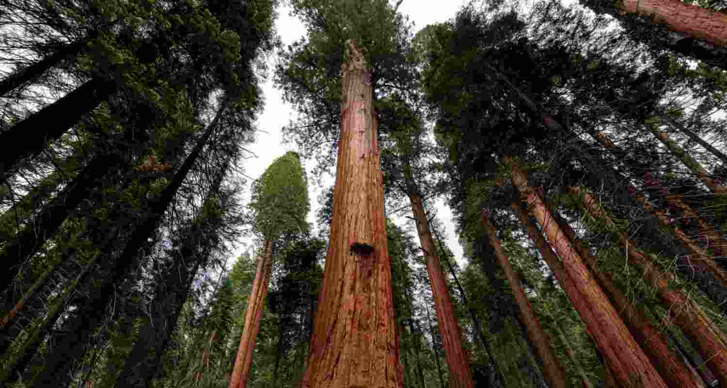 Trees 'hold their breath' to avoid wildfire smoke