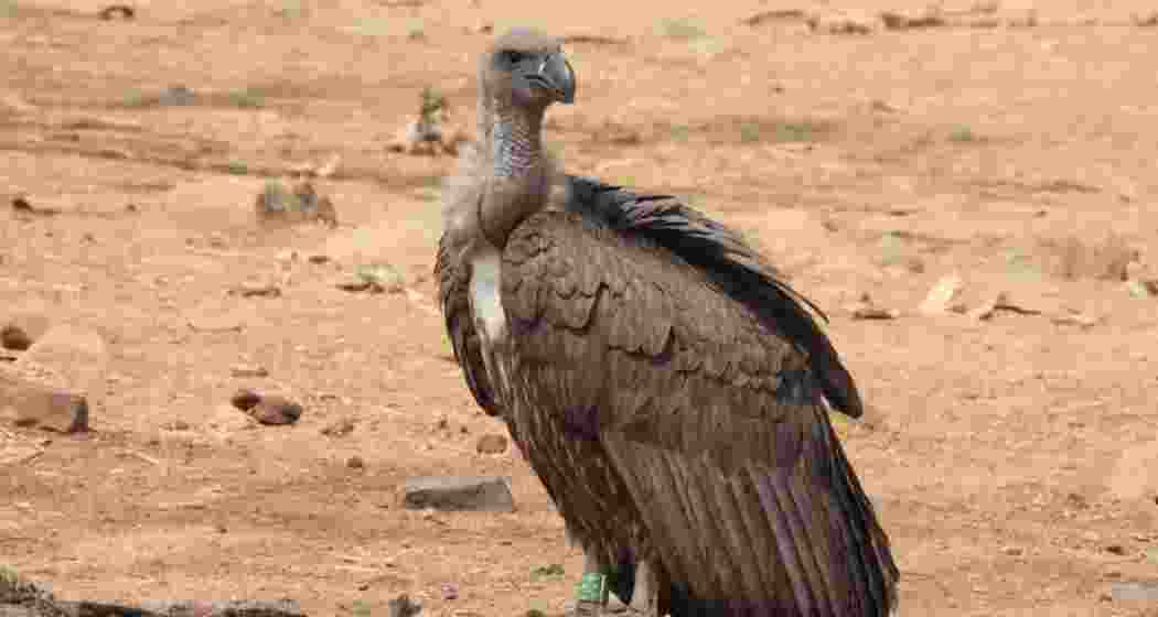 The Eurasian Griffon Vulture named, Marich, photographed at the Halali Dam in Madhya Pradesh’s Vidisha district in March. The Eurasian Griffon Vulture named, Marich, photographed at the Halali Dam in Madhya Pradesh’s Vidisha district in March.
