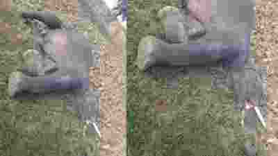 Elephant electrocuted by overhead wire in MP's Maihar