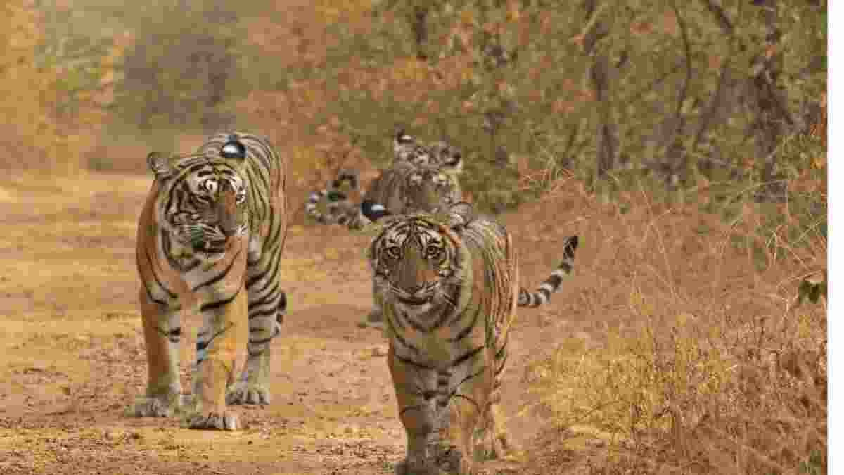 MP to relocate 15 tigers to Chhattisgarh, Rajasthan, Odisha