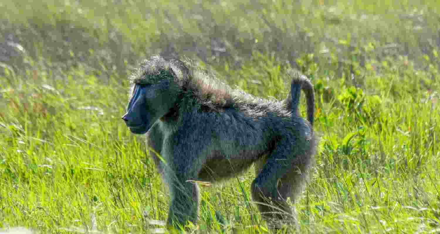 An African Baboon. Representational Image.