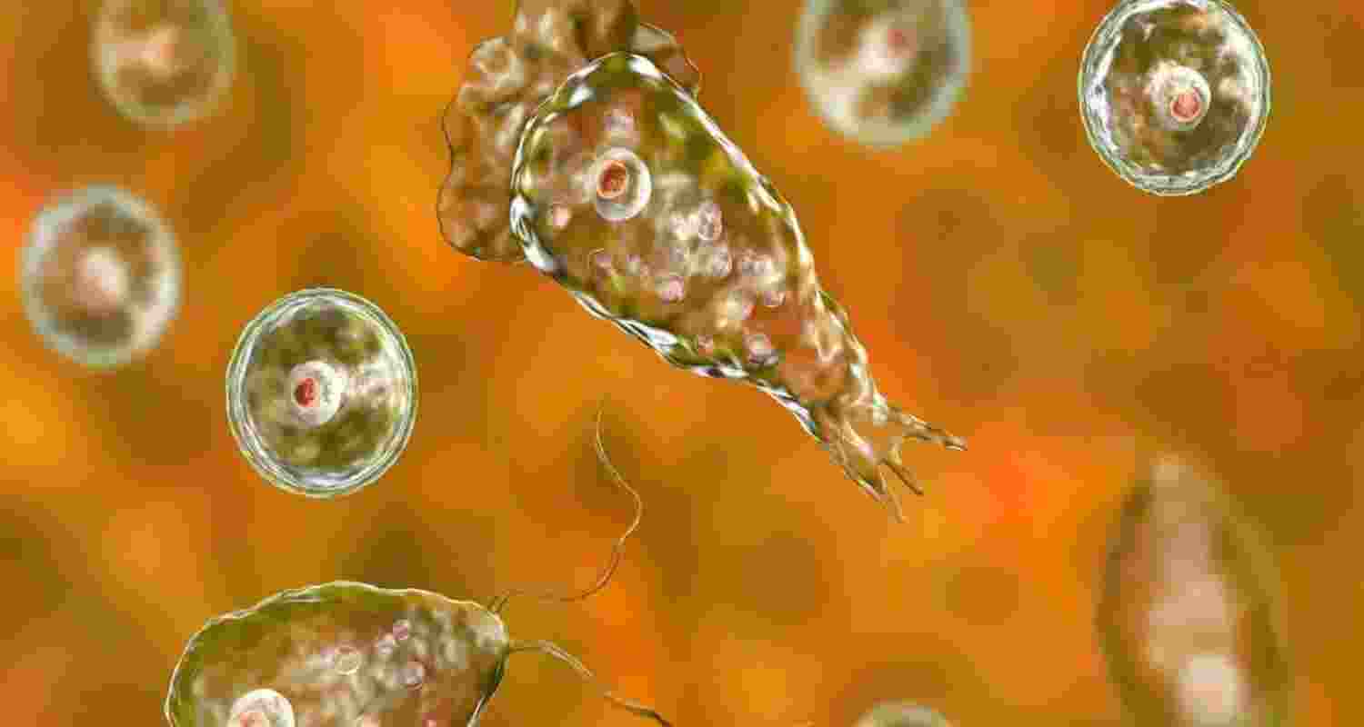 TN issues advisory as Kerala sees rise in brain-eating amoeba infections