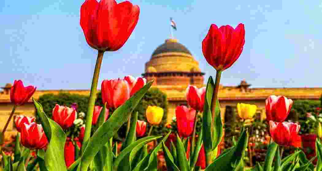 Visitors can enjoy the stunning displays of tulips, roses, and other blooms at Amrit Udyan, open for public viewing from February 2 to March 30. Special access days are also planned. File photo.