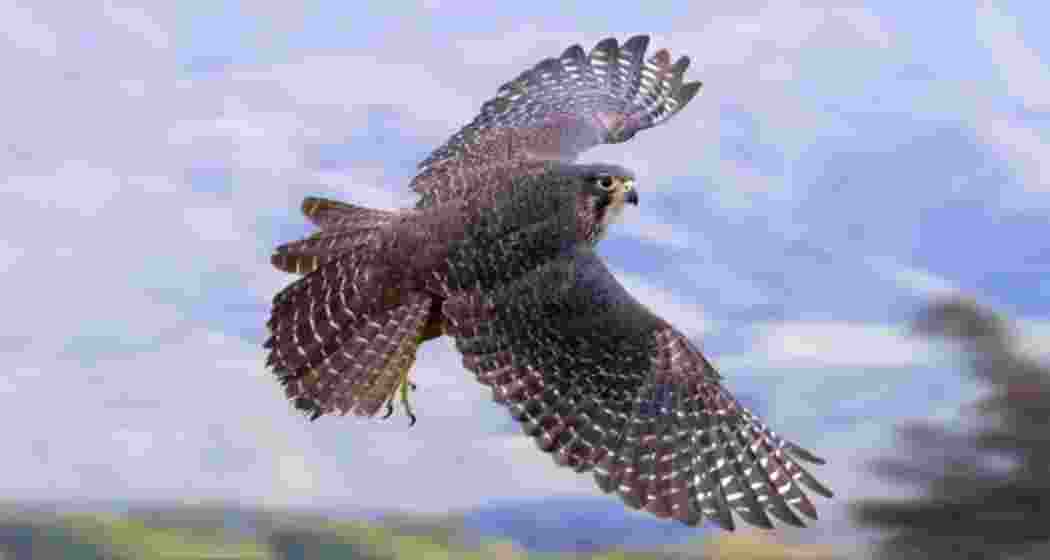 An Amur falcon takes flight. The falcons nest in Manipur’s Tamenglong district before embarking on their 22,000 km migration to Africa.