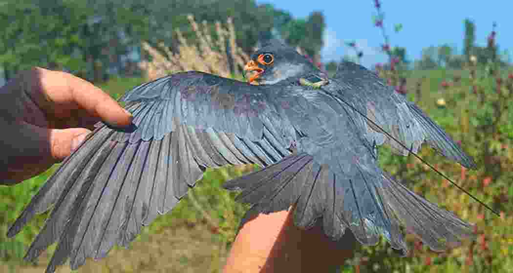 Chiuluan2’, the satellite-tagged Amur Falcon, being released in Manipur’s Tamenglong district as part of a research programme to track its migratory journey to South Africa.