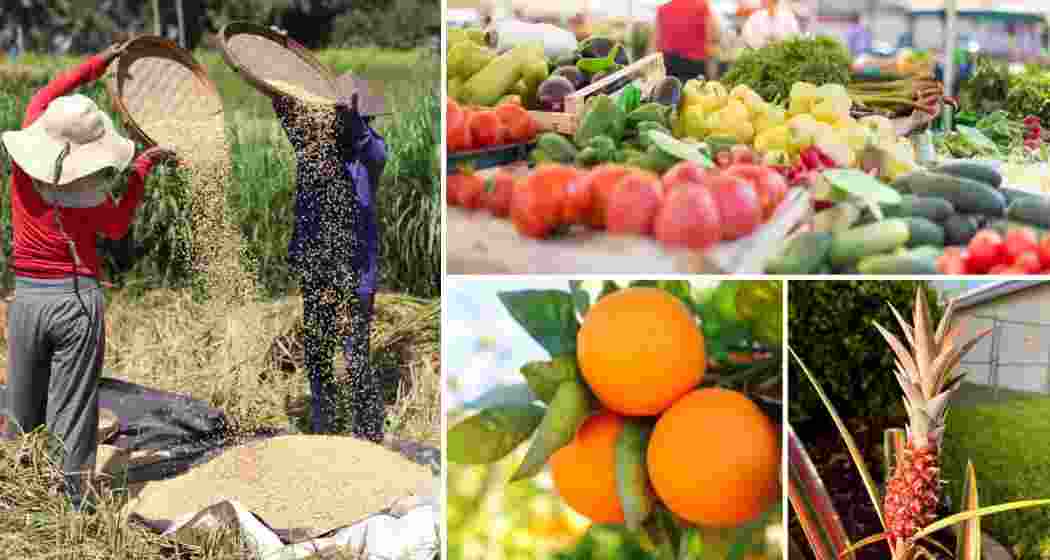Traditional crops from Arunachal Pradesh shortlisted for GI recognition, reflecting the state’s drive to protect its indigenous foods and support farmers who preserve these heritage varieties.