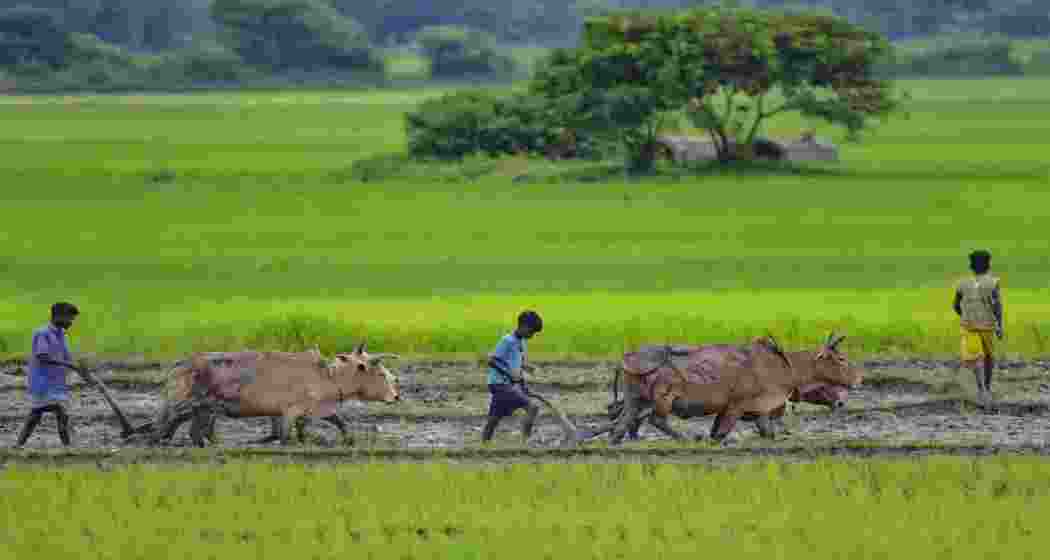 Farmers in Assam use cows to plough their fields.