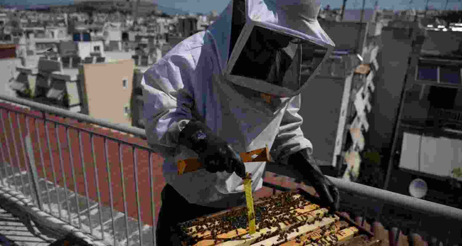 High-rise honey: Athens abuzz with urban beekeeping