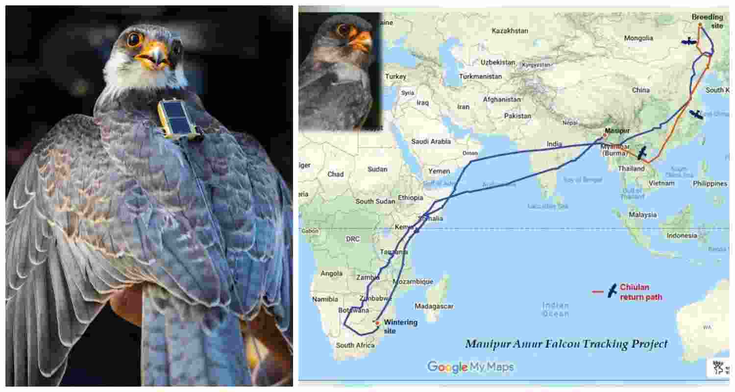 Manipur-tagged Amur Falcon ‘Chiuluan 2’. The bird’s migratory route, closely monitored by scientists, crosses countries like Bangladesh, Botswana, Zimbabwe, and Kenya.