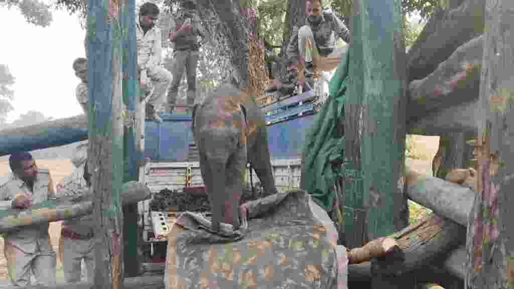 Elephant calf strays from herd, rescued at Bandhavgarh