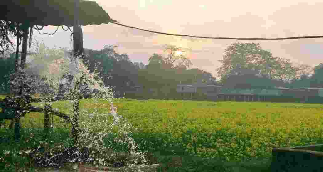Mustard farming at Barpeta Jail in Assam.