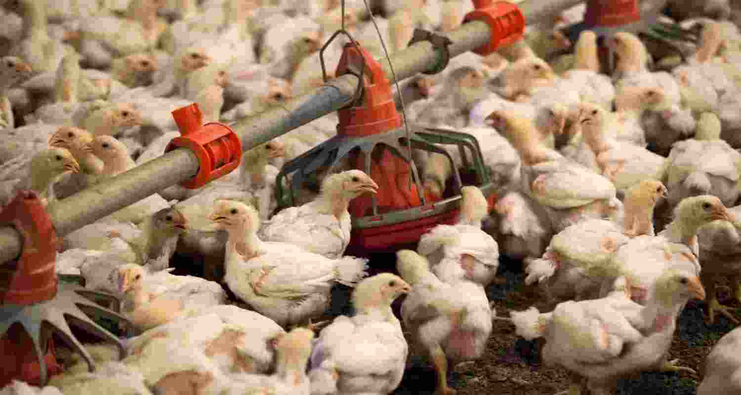 Bird flu hits Telangana: 2,000 chickens culled in Siddipet