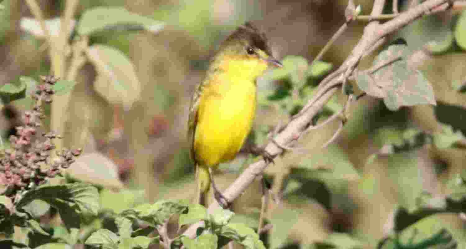 Why mountain birds sing at dawn Why mountain birds sing at dawn