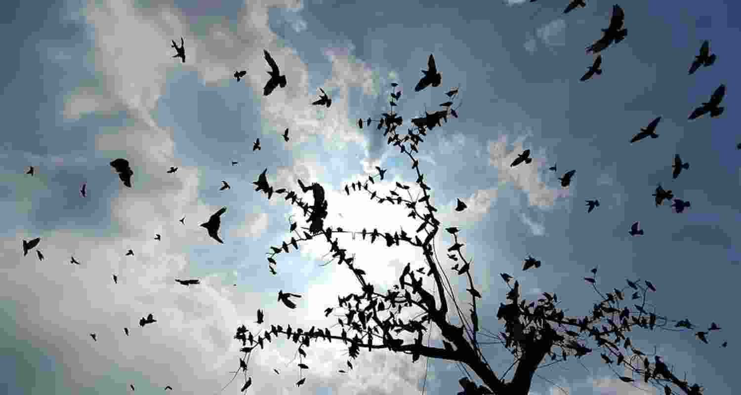 Image of birds flying in the sky.