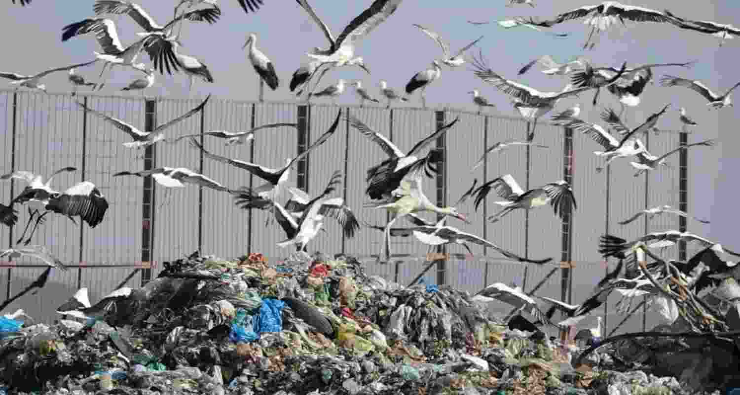 Birds spreading plastic pollution