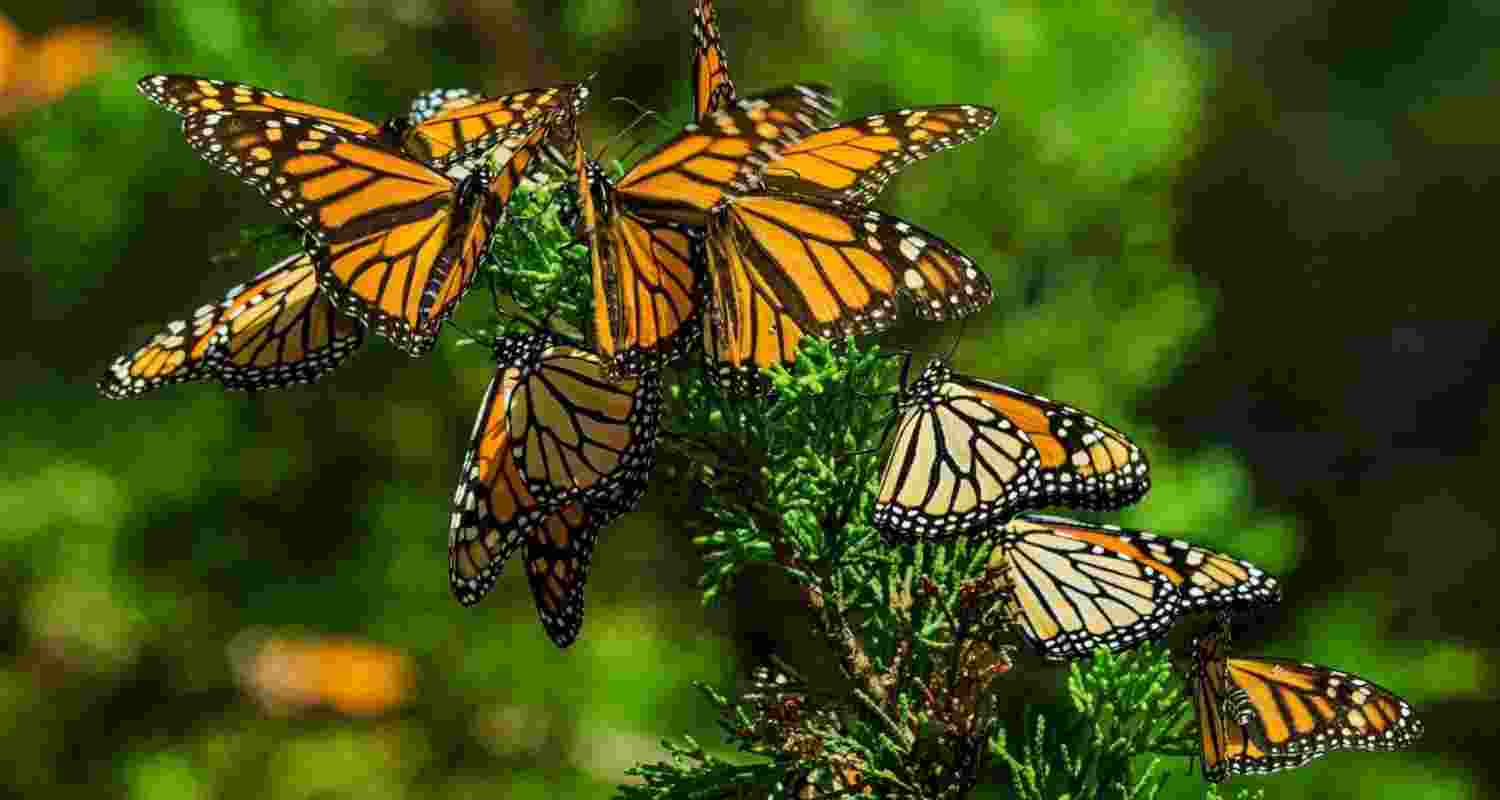 Global butterfly index is key to saving insects