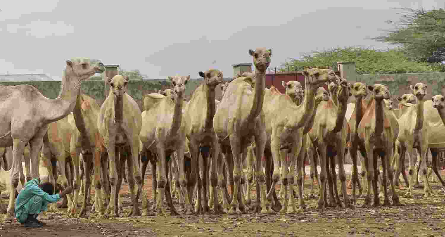 Camel milk in Somalia quite a revolution