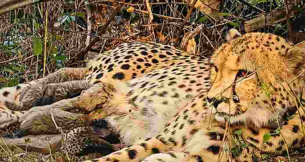 Mukhi, the first India-born cheetah to reproduce, photographed at Kuno National Park earlier this year.